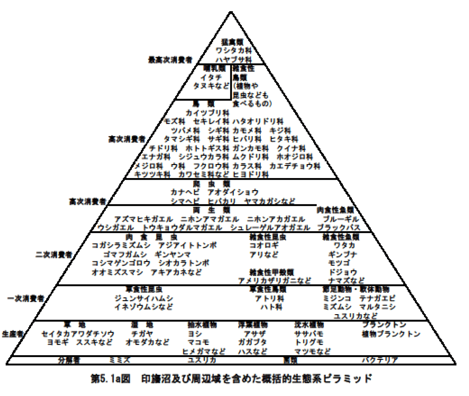 第5.1a図　印旛沼および周辺域を含めた概括的生態系ピラミッド