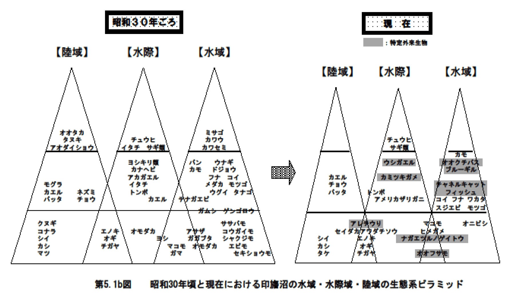 第5.1b図　昭和30年頃と現在における印旛沼の水域・水際域・陸域の生態系ピラミッド